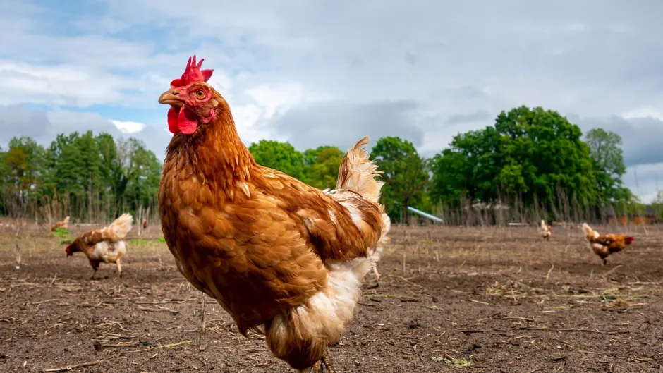 chicken-g2425ae52a_1920